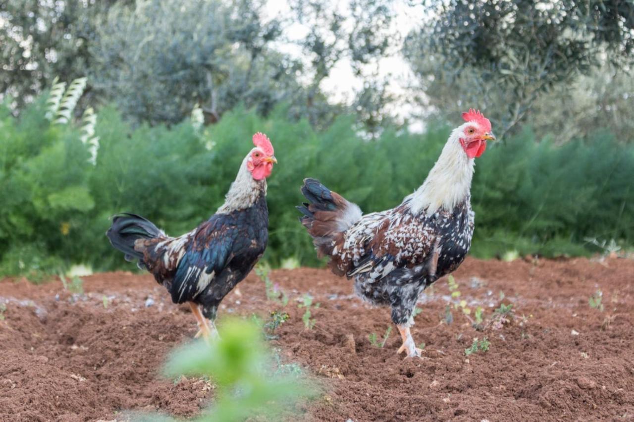 Paolottavia Διαμέρισμα Monopoli Εξωτερικό φωτογραφία