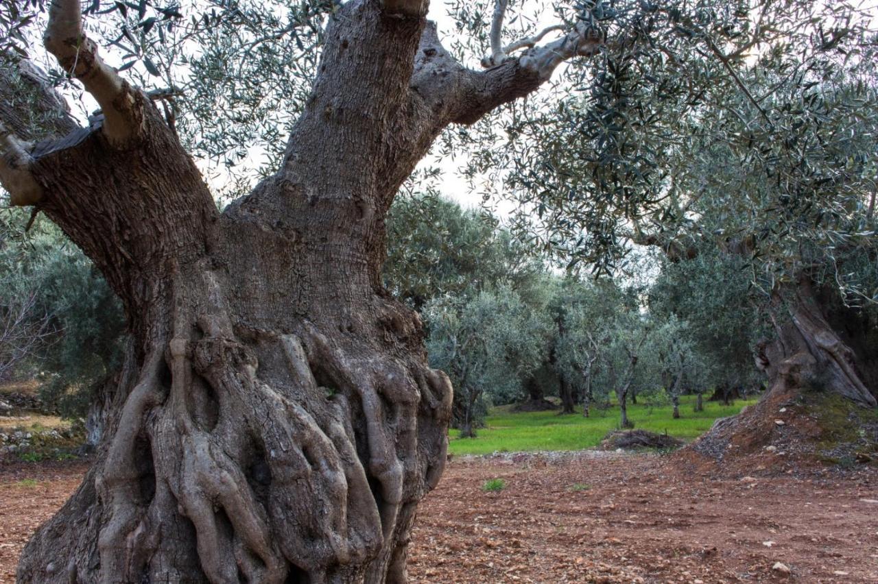 Paolottavia Διαμέρισμα Monopoli Εξωτερικό φωτογραφία